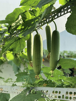 VibeX PUAS-9 - Sponge Gourd Vegetable - (100 Seeds) Seed(100 per packet)