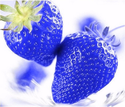 KNESSiN Fruit Organic Bonsai Giant Blue Strawberry Seeds Seed(50 per packet)