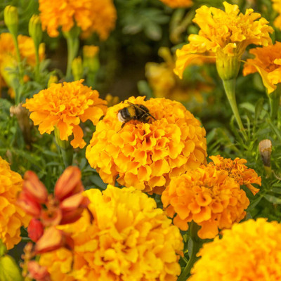 DEYS AGRO ™ marigold flower seeds hybrid mix Seed(55 per packet)