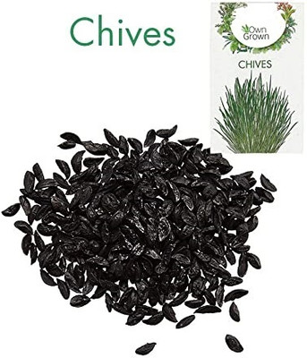 KNESSiN Chives Seed(1250 per packet)