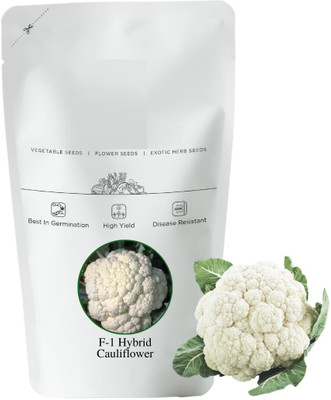 WILLVINE VMR -I Improved Japanese Cauliflower [100g, 30000 Seeds] Seed(30000 per packet)