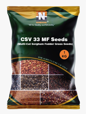 Numinous CSV 33 MF Multi-Cut Sorghum Fodder Grass Seed(1 kg)