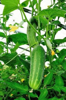 Qualtivate JXL-8AT Spacemaster 80 Cucumber Seeds Seed(300 per packet)