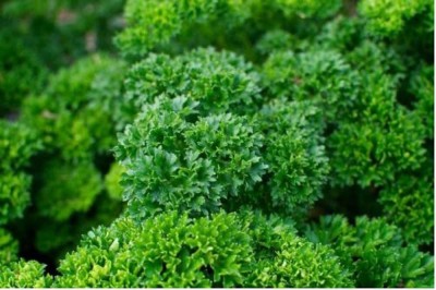 CYBEXIS KGF -54 - Triple Curled Parsley - (750 Seeds) Seed(750 per packet)