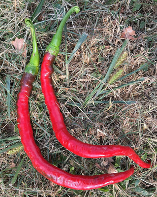 KNESSiN F1 Hybrid Joes Long Cayenne Pepper Seeds For Gardening-(1200 Seeds) Seed(1200 per packet)