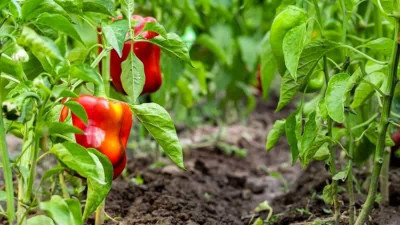 VASUDHA Capsicum/Shimla Mirch/Bell Pepper Seed(1000 per packet)