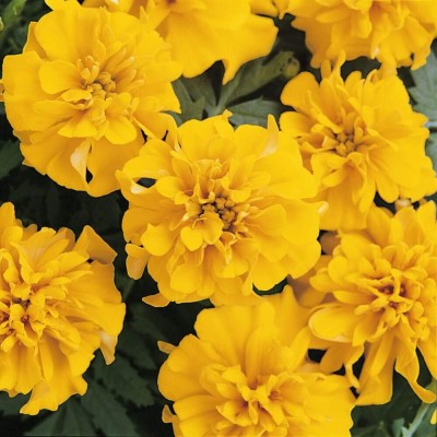 Qualtivate PAU-105 Gold French Marigold Flower Seed(500 per packet)