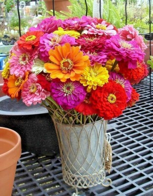 Quentova GIANT CALIFORNIA ZINNIA MIX-KWI-6I Seed(50 per packet)