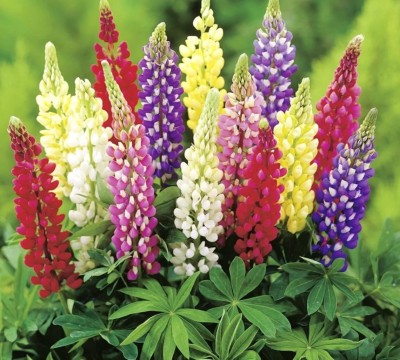 CWAN Persistent lupine - a mixture Seed(50 per packet)