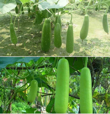 BDSresolve Hybrid bottle gourd seeds PACK OF 39 Seed(39 per packet)