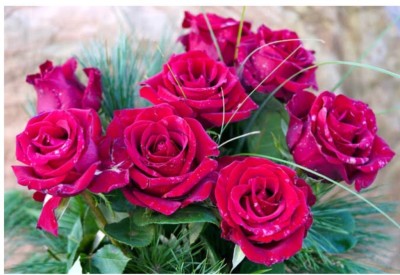 greenfarm NXC- Rose Flower Seeds /Gulab Seeds/ Best Quality ,90 X Seeds , WSQ104 Seed(90 per packet)