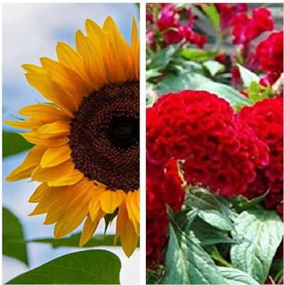 Aywal Sunflower & Coskcomb Red Flower Seed(15 per packet)