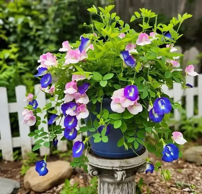 DEYS AGRO ™ Premium Aparajita Flower Plant Seeds Hybrid Mix|Beautiful Climbing Seed(29 per packet)