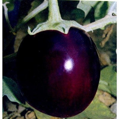 WILLVINE Brinjal Round seeds best qulity seeds-[200 Seeds] Seed(200 per packet)