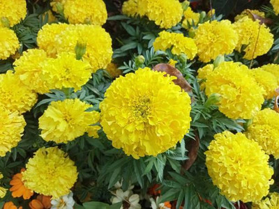 GREENBAAG marigold/gende ka phool flower seeds Seed(50 per packet)