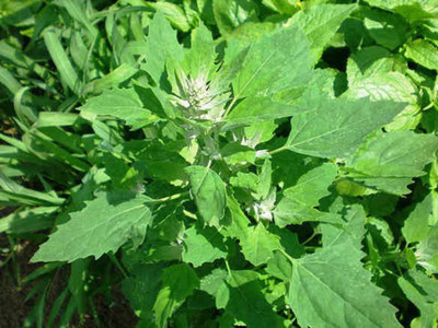 Aywal Bathua Saag Seed(275 per packet)