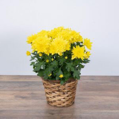 XOLDA Chrysanthemum flower Seed(13 per packet)