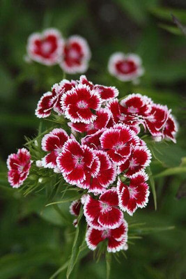 Lorvox Sweet William- Herald of Spring Seed(70 per packet)