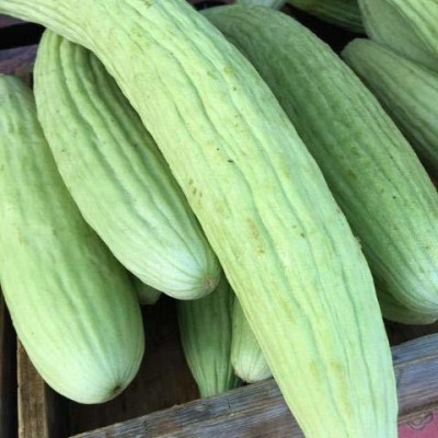 KANAYA Long Melon (Kakri) Vegetable Seed(160 per packet)