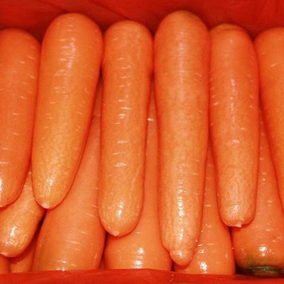 KNESSiN DLH-4 Carrot Seed(1000 per packet)