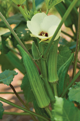 Quentova Clemson Spineless Okra Seeds-ICRA-3O Seed(200 per packet)