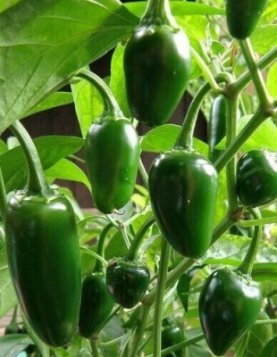 Farmonix Jalapeno M Pepper Seed(1200 per packet)