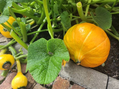 Kodali Hybrid F1 Pumpkin Seed Pack Of 11 Seed(11 per packet)