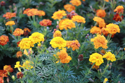 PlantaZee marigold/gende ka phool flower seeds Seed(50 per packet)