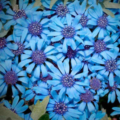 CYBEXIS Felicia Pretty Blue Seeds Containers Borders Daisy Like Flower Seed(50 per packet)