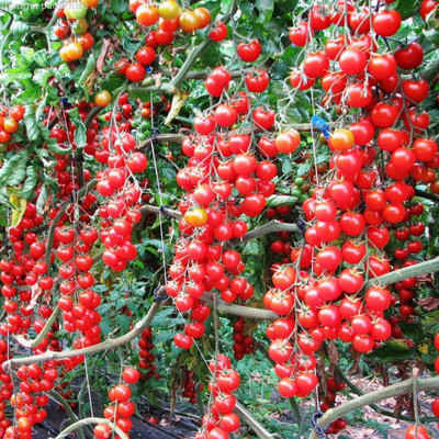 Qualtivate HYB-4A Vine Red Tomato Indeterminate Non GMO Seed(300 per packet)