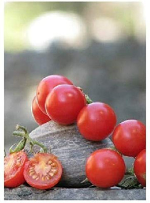 CYBEXIS Tomato “Mexican Honey“ (Lycopersicon esculentum) Seeds2000 Seeds Seed(2000 per packet)