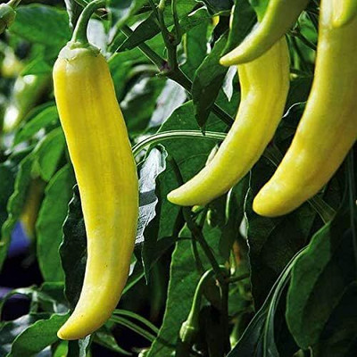 KNESSiN Yellow Chilli Seed(200 per packet)