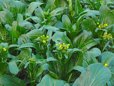 WILLVINE AGRI -VI Broccoli Bok Choy Cantonese Cabbage [2.5g] Seed(750 per packet)