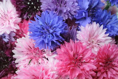 KANAYA Corn Flower Seed(70 per packet)
