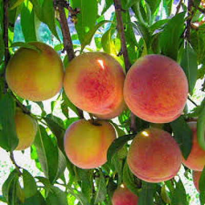 Aywal Peach Fruit Seed(2 per packet)