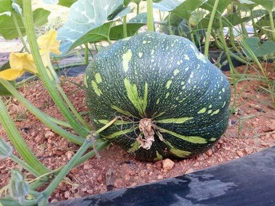Qualtivate HUA-4A ATLANTIC GIANT PUMPKIN CUCURBITA MAXIMA Seed(50 per packet)
