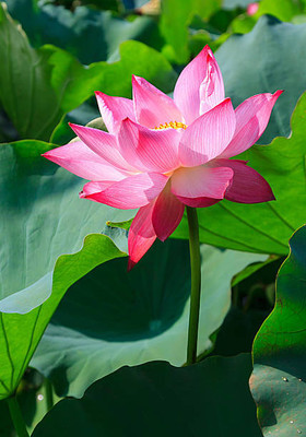 Behuria Agro Farm lotus,kamal gatta Seed(14 per packet)