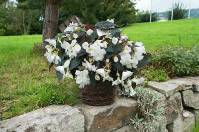 VibeX LXI-22 - Begonia Nonstop Mocca White - (30 Seeds) Seed(30 per packet)