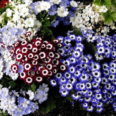 Epazo Cineraria Mixed Hybrid Seeds For Home Garden Seed(16 per packet)