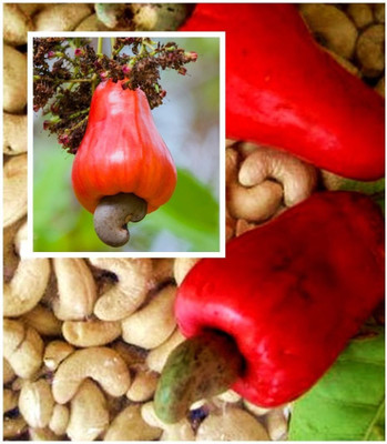 Aywal Apple Hybrid Fruit Seed(23 per packet)