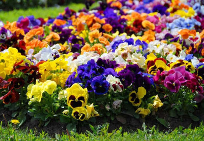 Quentova Swiss Pansy Mixed Colors-XLR-6T Seed(50 per packet)