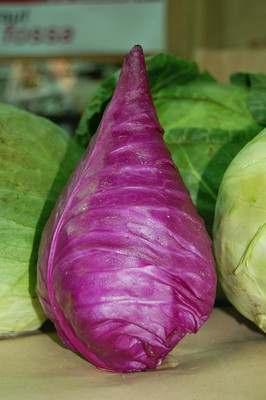 WILLVINE GOI -V Red Kalibos Giant Cabbage [50g] Seed(15000 per packet)