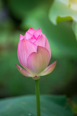 classic green earth lotus,kamal gatta Seed(10 per packet)