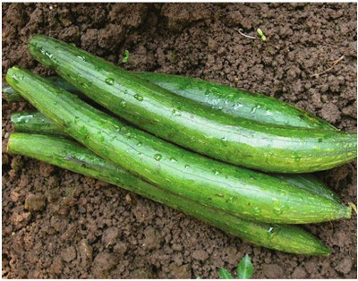 UGRA Sponge Gourd (Tori) Hybrid Seeds Seed(60 per packet)