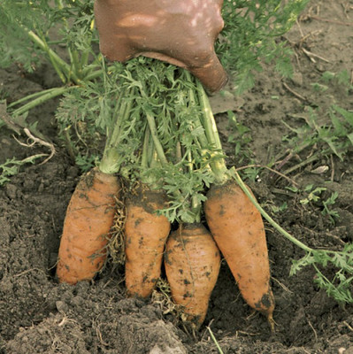 CYBEXIS Early Horn Imported Carrot Variety4000 Seeds Seed(4000 per packet)