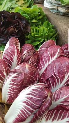 WILLVINE AMR -V Organic Hybrid maroon Chinese Cabbage [2.5g] Seed(750 per packet)