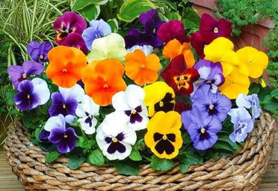 wequality Pansy flower seeds/Pansy seed 37 Seed(37 per packet)