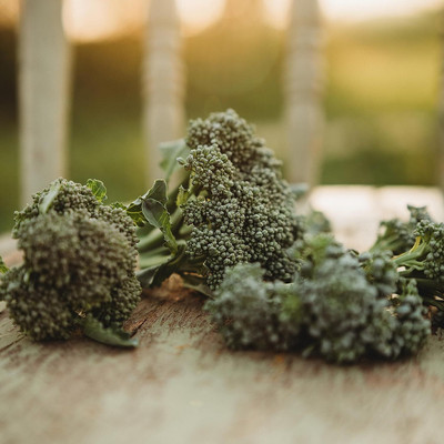 WILLVINE MEH -I Di Cicco Broccoli Seeds [25g] Seed(7500 per packet)