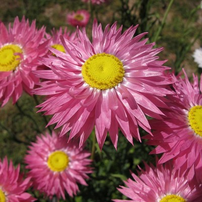 CYBEXIS XLL-1 - Rare Daisy - (540 Seeds) Seed(540 per packet)