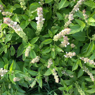 VibeX ® XXL-50 Basil- Mrs Burns Lemon seeds Seed(1000 per packet)